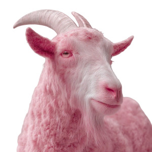 Pink Goat Vinyl Car Decal Sticker – Waterproof & UV-Resistant 8"