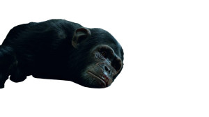 Injured Chimpanzee Vinyl Car Decal Sticker – Waterproof & UV-Resistant 8" Injured Chimpanzee Vinyl Car Decal Sticker – Waterproof & UV-Resistant 8"