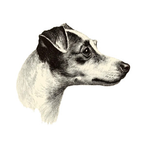 Jack Russell Portrait Vinyl Car Decal Sticker – Waterproof & UV-Resistant 8" Jack Russell Portrait Vinyl Car Decal Sticker – Waterproof & UV-Resistant 8"