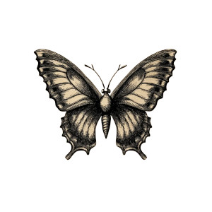 Vintage Butterfly Illustration Vinyl Car Decal Sticker – Waterproof & UV-Resistant 8"