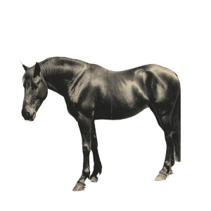 Bauhaus Horse Vinyl Car Decal Sticker – Waterproof & UV-Resistant 8" Bauhaus Horse Vinyl Car Decal Sticker – Waterproof & UV-Resistant 8"
