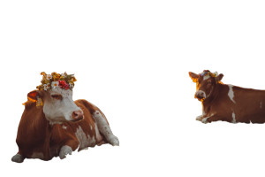 Cows At Festival Vinyl Car Decal Sticker – Waterproof & UV-Resistant 8"