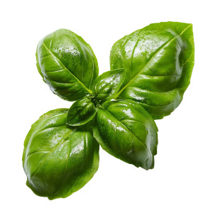 Fresh Basil Leaves Vinyl Car Decal Sticker – Waterproof & UV-Resistant 8"