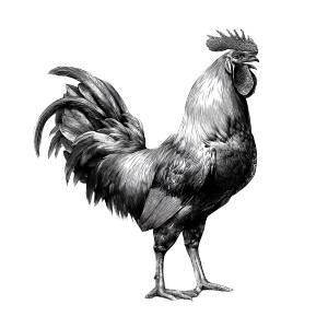 Minimalist Rooster Illustration Vinyl Car Decal Sticker – Waterproof & UV-Resistant 8" Minimalist Rooster Illustration Vinyl Car Decal Sticker – Waterproof & UV-Resistant 8"