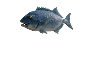 Giant Beach Fish Vinyl Car Decal Sticker – Waterproof & UV-Resistant 8"