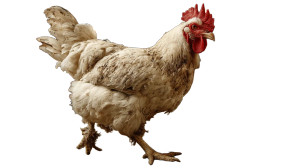 Fat Chicken Vinyl Car Decal Sticker – Waterproof & UV-Resistant 8"