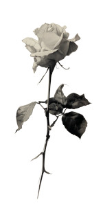 Rose Drawing Vinyl Car Decal Sticker – Waterproof & UV-Resistant 8"