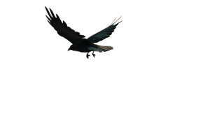 Flying Crow Ruins Vinyl Car Decal Sticker – Waterproof & UV-Resistant 8"