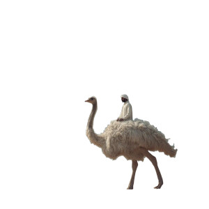 Desert Ostrich Ride Vinyl Car Decal Sticker – Waterproof & UV-Resistant 8"