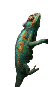 Vibrant Rainforest Chameleon Vinyl Car Decal Sticker – Waterproof & UV-Resistant 8" Vibrant Rainforest Chameleon Vinyl Car Decal Sticker – Waterproof & UV-Resistant 8"