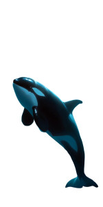 Orca Vinyl Car Decal Sticker – Waterproof & UV-Resistant 8" Orca Vinyl Car Decal Sticker – Waterproof & UV-Resistant 8"
