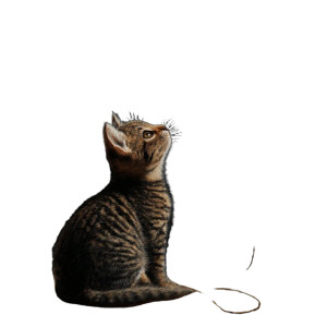 Playing With Yarn Vinyl Car Decal Sticker – Waterproof & UV-Resistant 8"