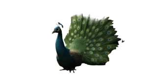 Majestic Peacock Vinyl Car Decal Sticker – Waterproof & UV-Resistant 8"