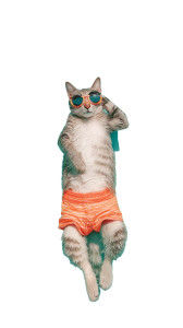 Swimming Cat Vinyl Car Decal Sticker – Waterproof & UV-Resistant 8"