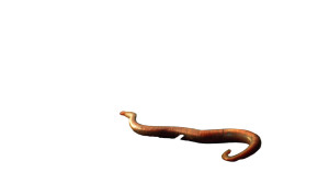 Earthworm Daggmar Vinyl Car Decal Sticker – Waterproof & UV-Resistant 8"