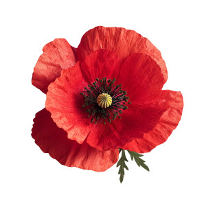 Red Poppy Flower Vinyl Car Decal Sticker – Waterproof & UV-Resistant 8" Red Poppy Flower Vinyl Car Decal Sticker – Waterproof & UV-Resistant 8"