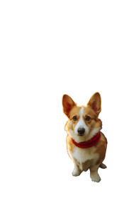 Corgi With Scarf Vinyl Car Decal Sticker – Waterproof & UV-Resistant 8"
