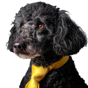 Poodle With Tie Vinyl Car Decal Sticker – Waterproof & UV-Resistant 8" Poodle With Tie Vinyl Car Decal Sticker – Waterproof & UV-Resistant 8"