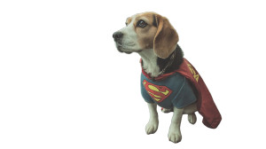 Superman Beagle Vinyl Car Decal Sticker – Waterproof & UV-Resistant 8"