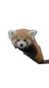 Polar Red Panda Cub Vinyl Car Decal Sticker – Waterproof & UV-Resistant 8" Polar Red Panda Cub Vinyl Car Decal Sticker – Waterproof & UV-Resistant 8"