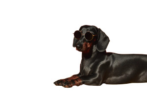 Fashionable Dachshund Vinyl Car Decal Sticker – Waterproof & UV-Resistant 8"