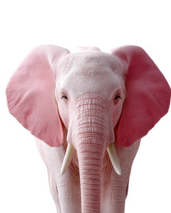 Pink Elephant Close-Up Vinyl Car Decal Sticker – Waterproof & UV-Resistant 8" Pink Elephant Close-Up Vinyl Car Decal Sticker – Waterproof & UV-Resistant 8"