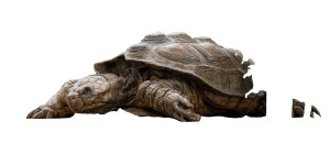 Shameful Giant Turtle Vinyl Car Decal Sticker – Waterproof & UV-Resistant 8"