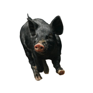 Leaping Black Piglet Vinyl Car Decal Sticker – Waterproof & UV-Resistant 8"
