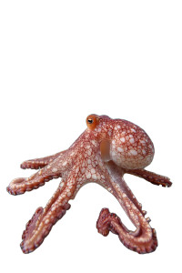 Maxi Octopus Vinyl Car Decal Sticker – Waterproof & UV-Resistant 8"