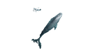 Drone Scans Whale Vinyl Car Decal Sticker – Waterproof & UV-Resistant 8"