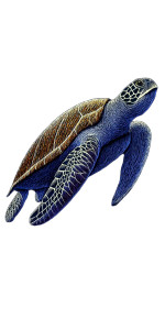 Sea Turtle Vinyl Car Decal Sticker – Waterproof & UV-Resistant 8" Sea Turtle Vinyl Car Decal Sticker – Waterproof & UV-Resistant 8"