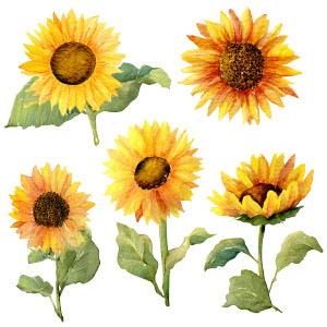 Watercolor Sunflowers Vinyl Car Decal Sticker – Waterproof & UV-Resistant 8" Watercolor Sunflowers Vinyl Car Decal Sticker – Waterproof & UV-Resistant 8"