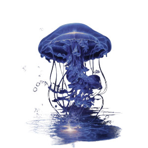 Glowing Immortal Jellyfish Vinyl Car Decal Sticker – Waterproof & UV-Resistant 8" Glowing Immortal Jellyfish Vinyl Car Decal Sticker – Waterproof & UV-Resistant 8"