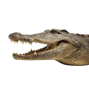 Hyperrealistic Crocodile Mouth Vinyl Car Decal Sticker – Waterproof & UV-Resistant 8"