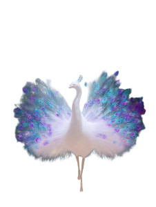 Elegant Peacock Dance Vinyl Car Decal Sticker – Waterproof & UV-Resistant 8"