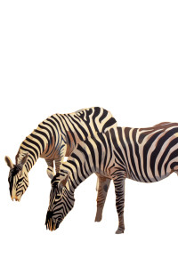 Grazing Zebras Vinyl Car Decal Sticker – Waterproof & UV-Resistant 8" Grazing Zebras Vinyl Car Decal Sticker – Waterproof & UV-Resistant 8"