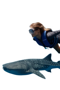 Whale Shark Encounter Vinyl Car Decal Sticker – Waterproof & UV-Resistant 8" Whale Shark Encounter Vinyl Car Decal Sticker – Waterproof & UV-Resistant 8"