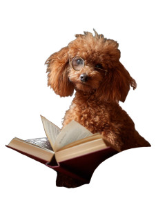 Monocled Poodle Reader Vinyl Car Decal Sticker – Waterproof & UV-Resistant 8"