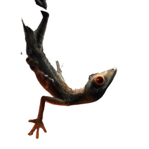 Flying Spider Lizard Vinyl Car Decal Sticker – Waterproof & UV-Resistant 8"