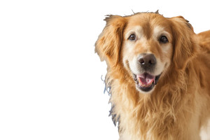 Happy Golden Retriever V11 Vinyl Car Decal Sticker – Waterproof & UV-Resistant 8"