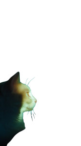 Moon Cat Scene Vinyl Car Decal Sticker – Waterproof & UV-Resistant 8"