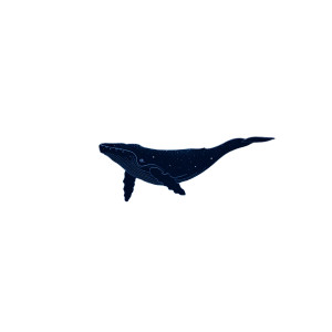 Starry Whale Vinyl Car Decal Sticker – Waterproof & UV-Resistant 8" Starry Whale Vinyl Car Decal Sticker – Waterproof & UV-Resistant 8"