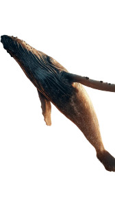 Desert Breaching Whale Vinyl Car Decal Sticker – Waterproof & UV-Resistant 8"