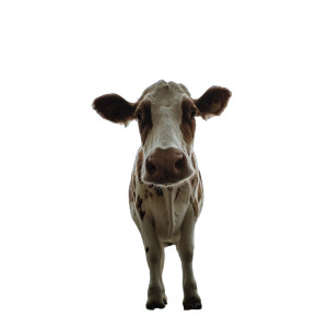 Upside Down Cow Vinyl Car Decal Sticker – Waterproof & UV-Resistant 8"