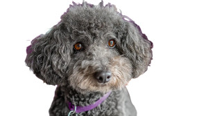 Poodle Grooming Vinyl Car Decal Sticker – Waterproof & UV-Resistant 8" Poodle Grooming Vinyl Car Decal Sticker – Waterproof & UV-Resistant 8"