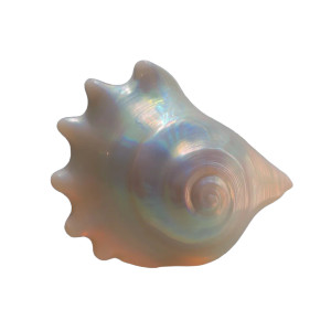 Seashell V2 Vinyl Car Decal Sticker – Waterproof & UV-Resistant 8" Seashell V2 Vinyl Car Decal Sticker – Waterproof & UV-Resistant 8"