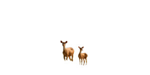 Mother Deer And Fawn Vinyl Car Decal Sticker – Waterproof & UV-Resistant 8" Mother Deer And Fawn Vinyl Car Decal Sticker – Waterproof & UV-Resistant 8"