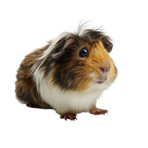 Guinea Pig V2 Vinyl Car Decal Sticker – Waterproof & UV-Resistant 8"