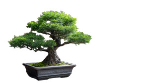Japanese Bonsai Vinyl Car Decal Sticker – Waterproof & UV-Resistant 8" Japanese Bonsai Vinyl Car Decal Sticker – Waterproof & UV-Resistant 8"