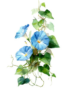 Morning Glory Flowers Vinyl Car Decal Sticker – Waterproof & UV-Resistant 8" Morning Glory Flowers Vinyl Car Decal Sticker – Waterproof & UV-Resistant 8"